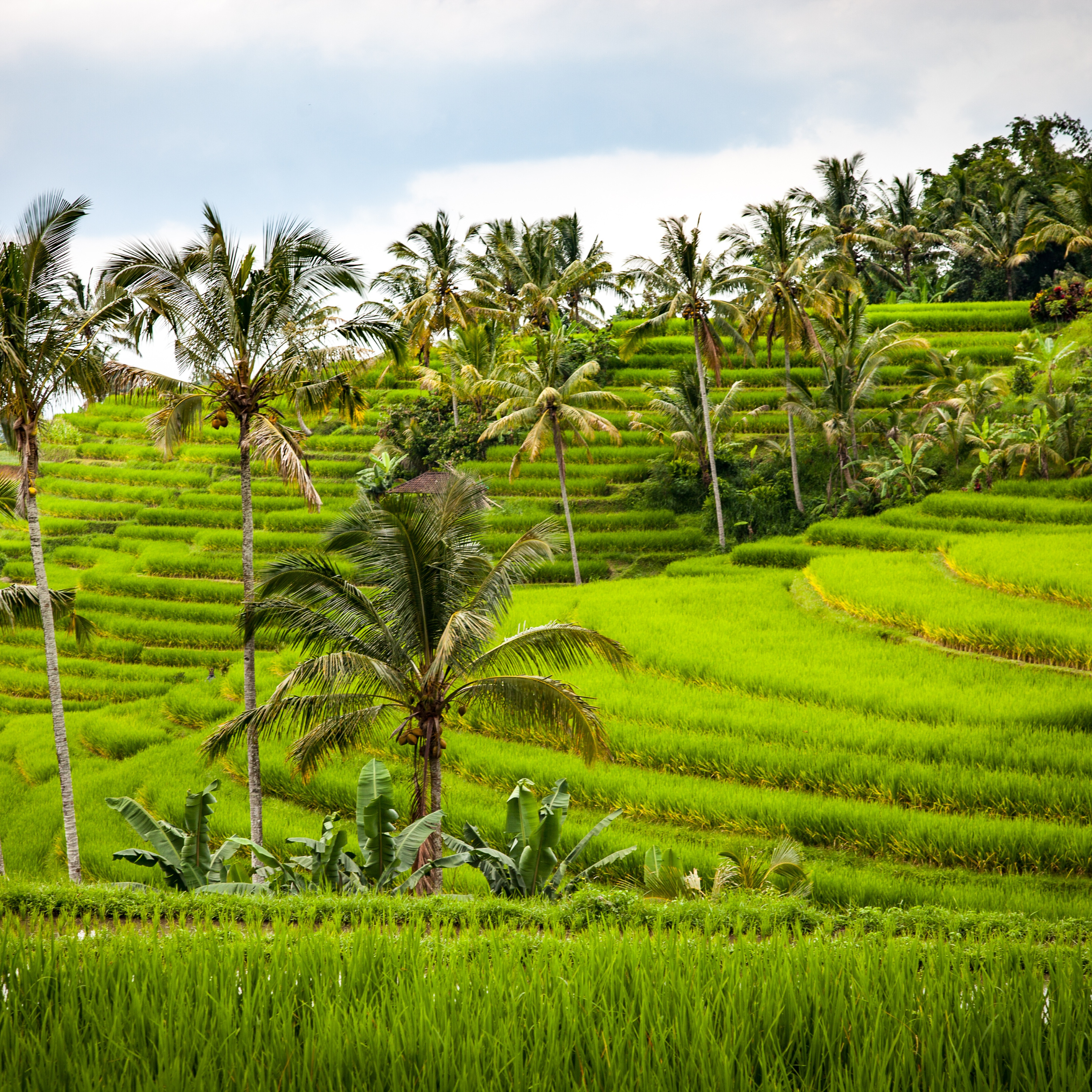 Fodbad fra Bali - Mon·Day Bliss